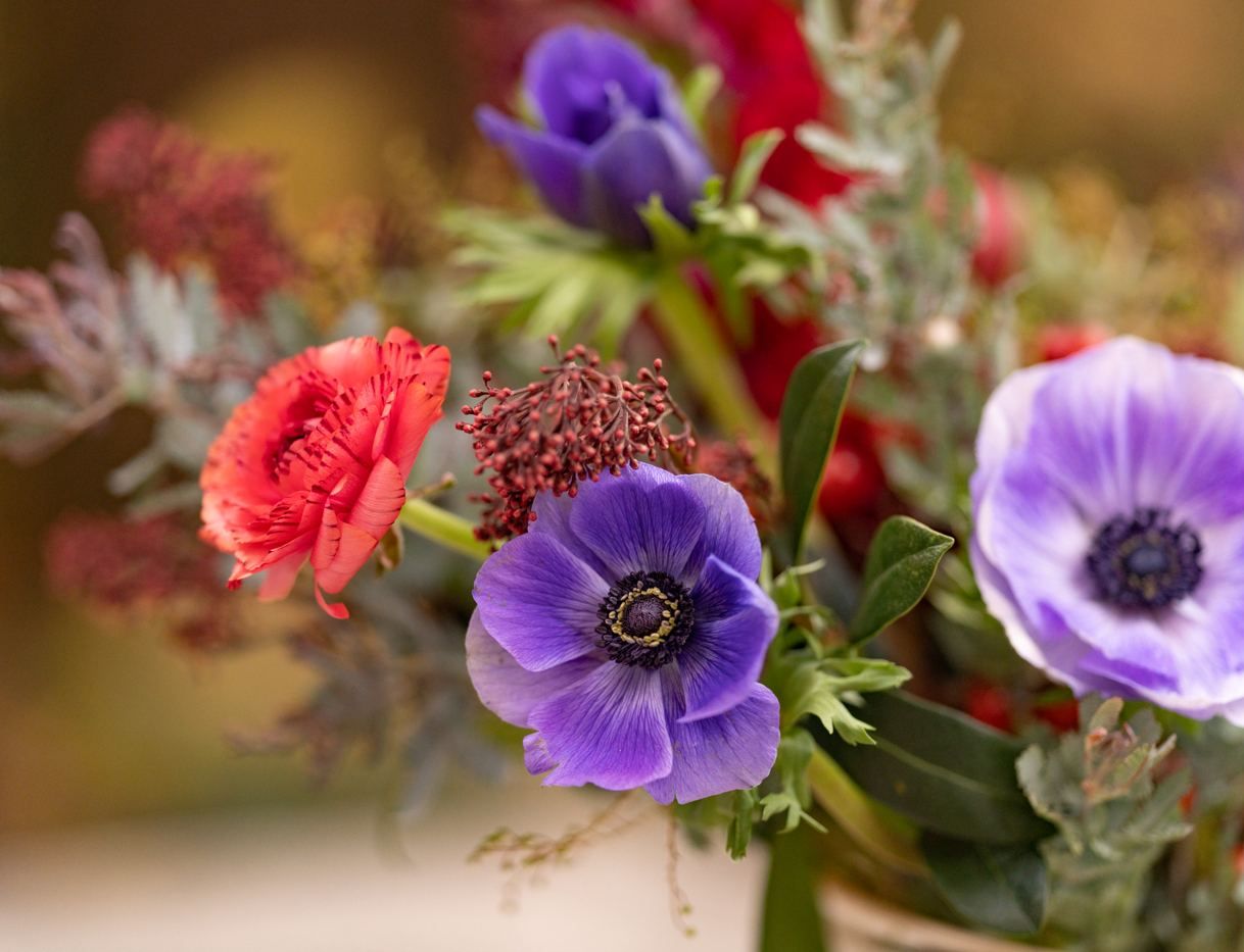 Gros plan sur des anémones violettes et des fleurs d'hiver