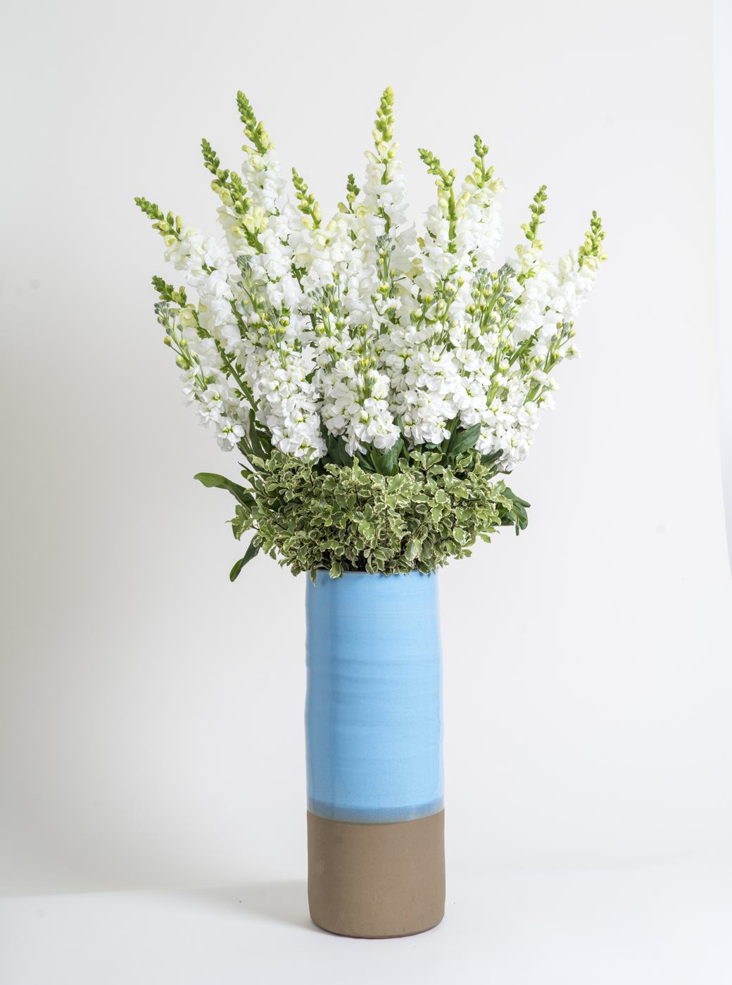 Mufliers blancs dans un vase bleu