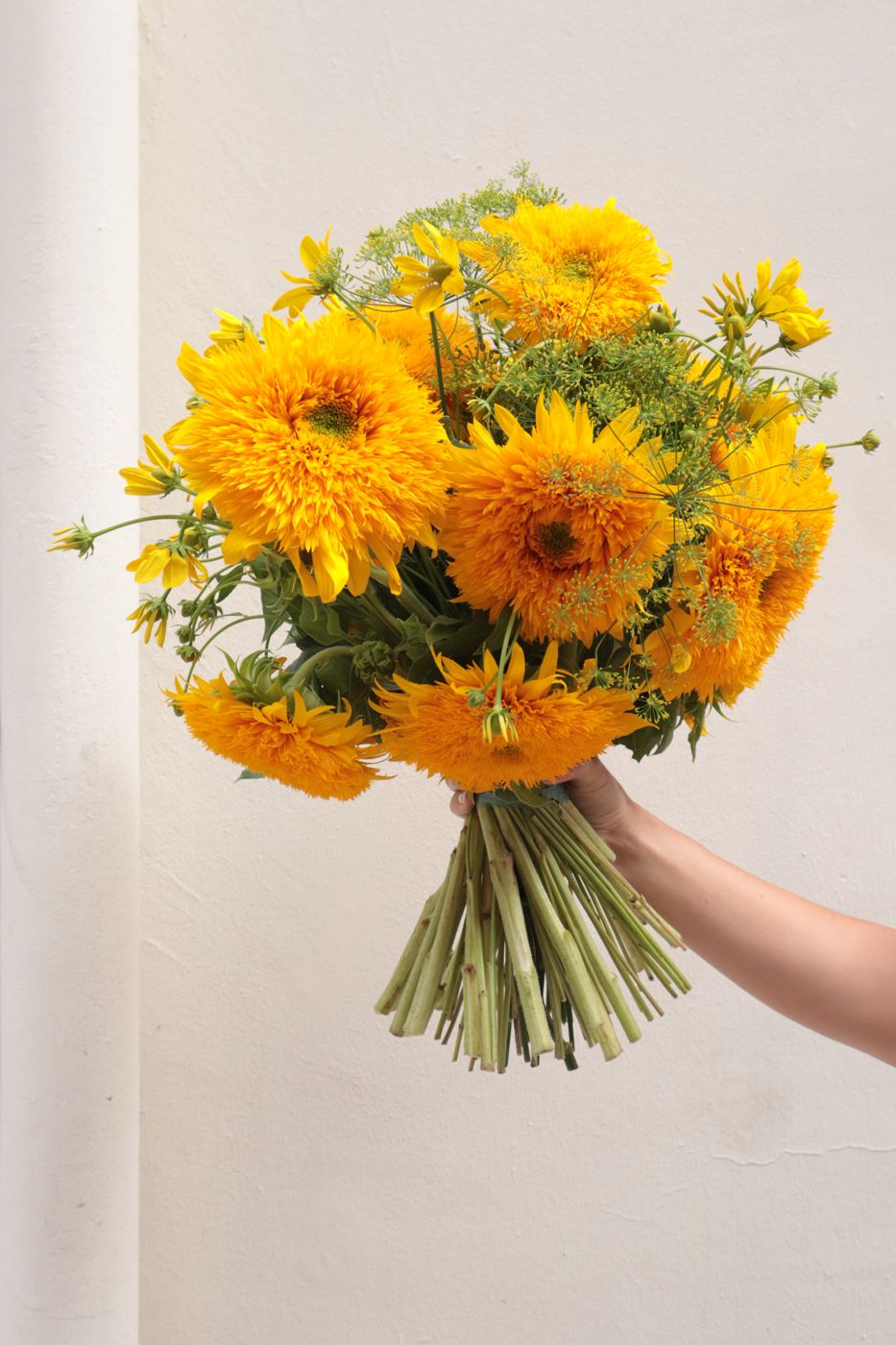 Une brassée de tournesols tenue à bout de bras devant un mur blanc